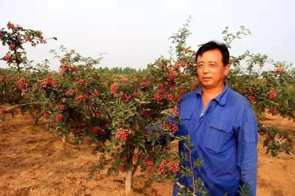 花椒联盟，重塑农业产业链，引领乡村振兴新风尚
