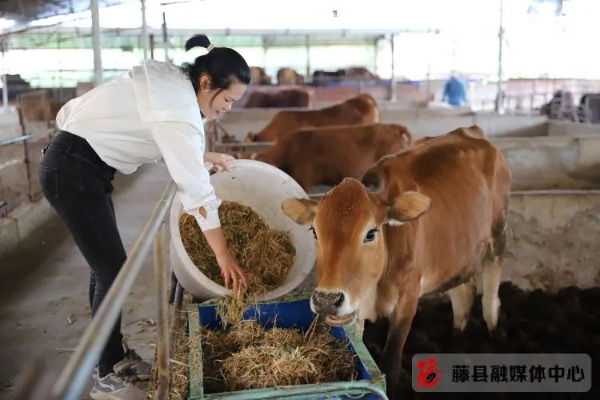 牛牛联盟，重塑农业生态，引领乡村振兴新篇章