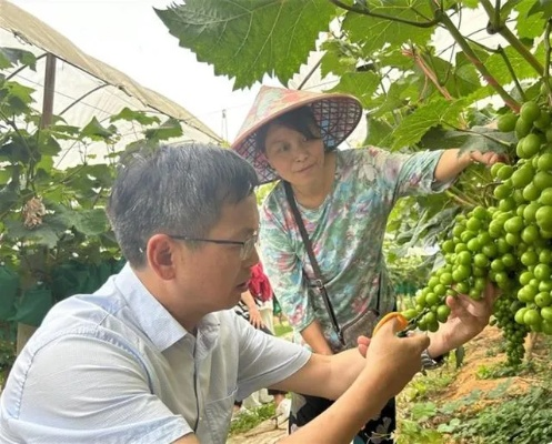 来丰收实效推广网盟，打造高效农业推广新生态