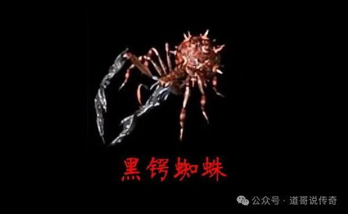 蜘蛛联盟，编织网络的力量与智慧