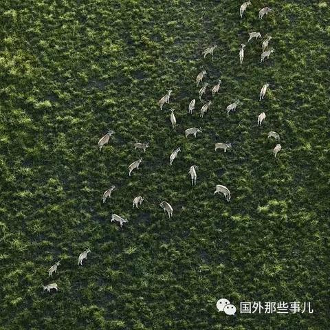 羚羊广告联盟，重塑数字营销新生态的先锋力量