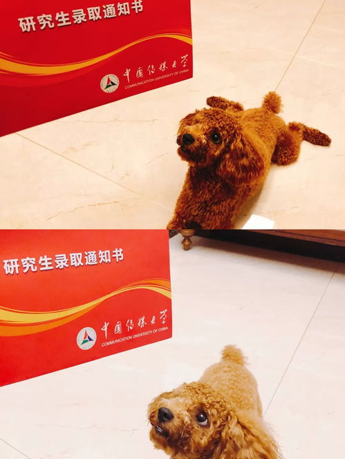 果子狸传媒，新媒体浪潮下的创意传播先锋