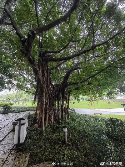 老榕树微盟，连接传统与未来的桥梁