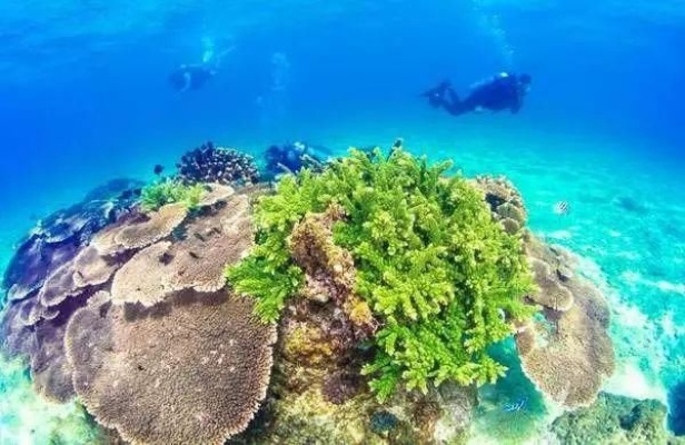 海藻联盟，海洋生态的守护者