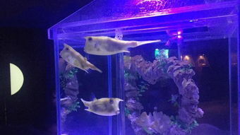趣鱼联盟，探索水下世界的奇妙之旅