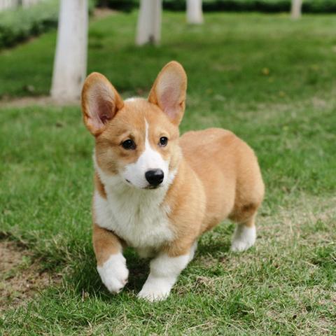 狗狗联盟，构建人与犬和谐共处的桥梁