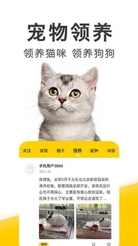 猫扑联盟，探索宠物社交的新纪元