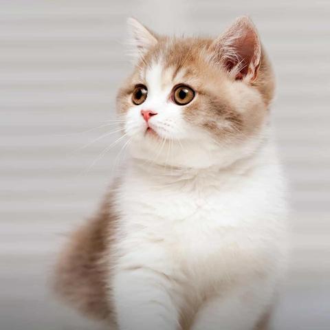 二猫移动，探索智能时代的宠物生活新方式