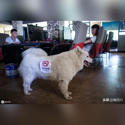 网吧广告联盟，打造精准营销，引领数字娱乐新风尚