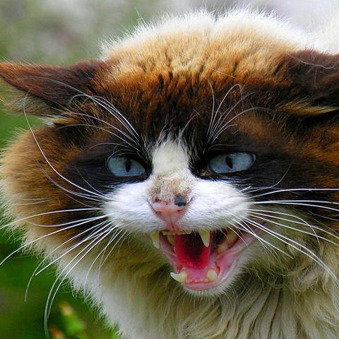 探索猫猫效果联盟，从萌宠到数字营销的跨界融合