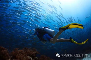 飞海联盟，探索海洋的无限可能，共筑蓝色梦想