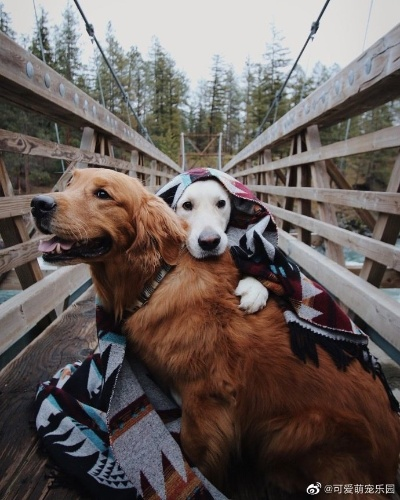 狗狗联盟，构建人与犬和谐共处的温馨世界