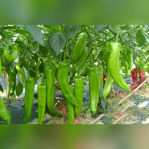 茄子联盟，一场关于蔬菜种植的跨界合作与创新探索