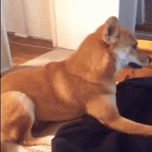 猫猫效果联盟，探索宠物经济的无限可能