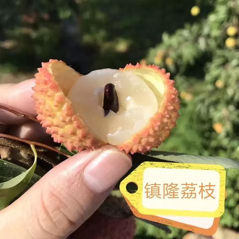 数码荔枝推广联盟，重塑数字时代农产品营销新生态