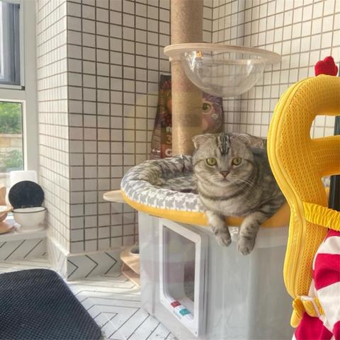 二猫移动，探索智能时代的宠物生活新方式