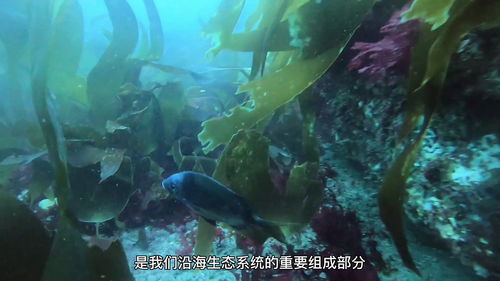 海藻联盟，海洋生态的守护者