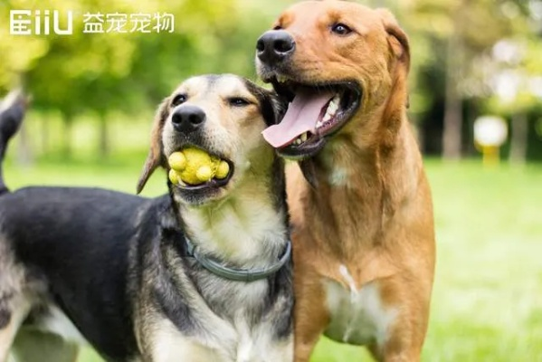 狗狗联盟，构建人与犬和谐共处的桥梁