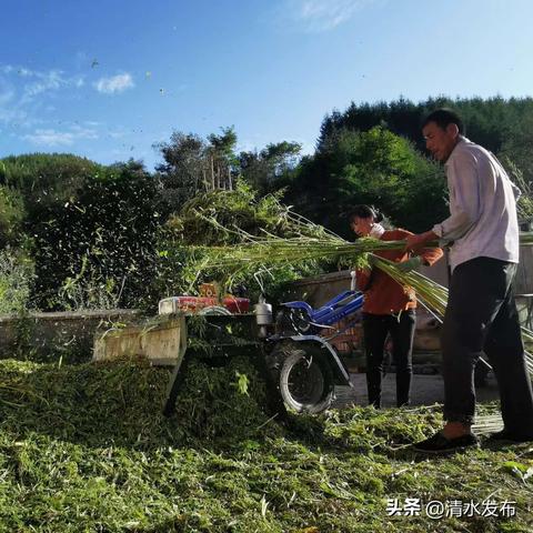 花椒联盟，重塑农业产业链，引领乡村振兴新篇章