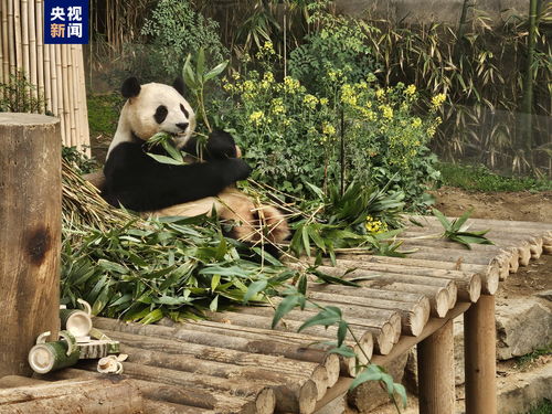 熊猫Panda广告联盟，打造高效广告投放，引领数字营销新风尚