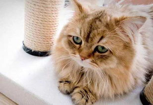 二猫移动，探索智能科技下的宠物生活新图景
