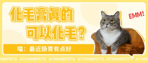 嗨猫移动联盟，重塑移动生态，引领未来出行新风尚