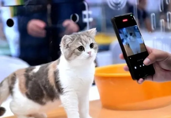 联盟猫，重塑宠物经济的未来