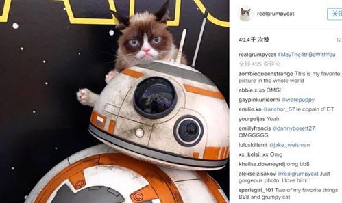 Ad LeMeow，重塑数字营销领域的喵革命