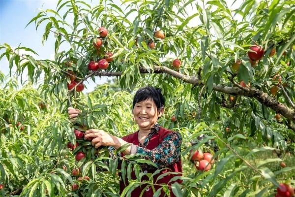 水蜜桃联盟，重塑农业产业链，共绘乡村振兴新蓝图