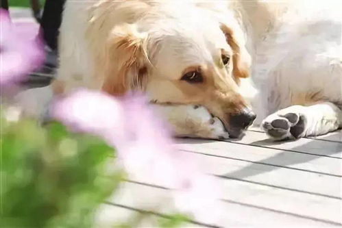 狗狗联盟，构建人与犬和谐共处的温馨世界