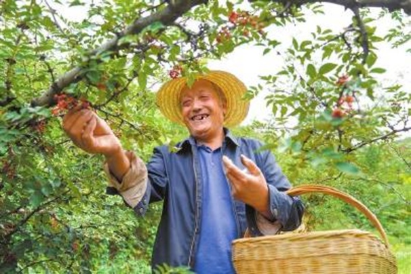 花椒联盟，重塑农业产业链，引领乡村振兴新风尚
