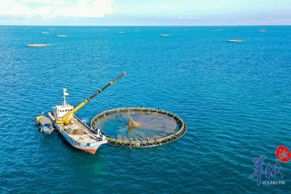 鲸鲨网盟，探索海洋生态与数字经济的交汇点
