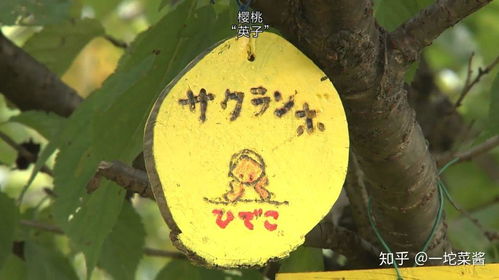樱桃联盟，编织梦想与友谊的甜蜜纽带