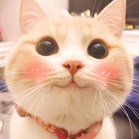 猫猫效果联盟，打造萌宠经济的创意引擎