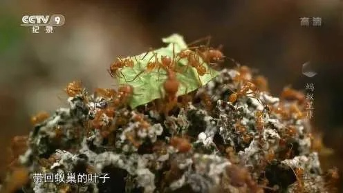 蚁巢，微观世界的智慧王国