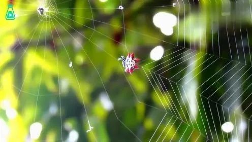 蜘蛛联盟，编织梦想与合作的神秘网络