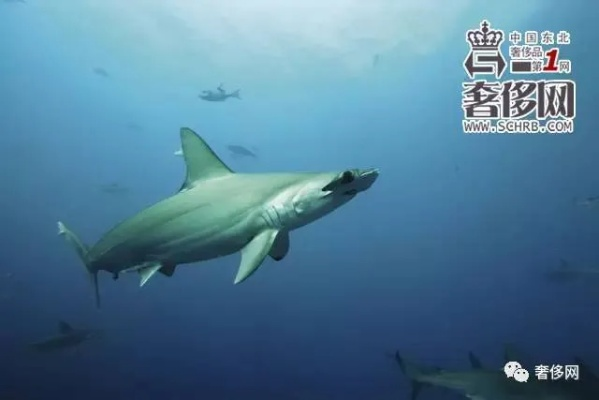 鲨鱼移动联盟，海洋霸主们的神秘集结与生态探索